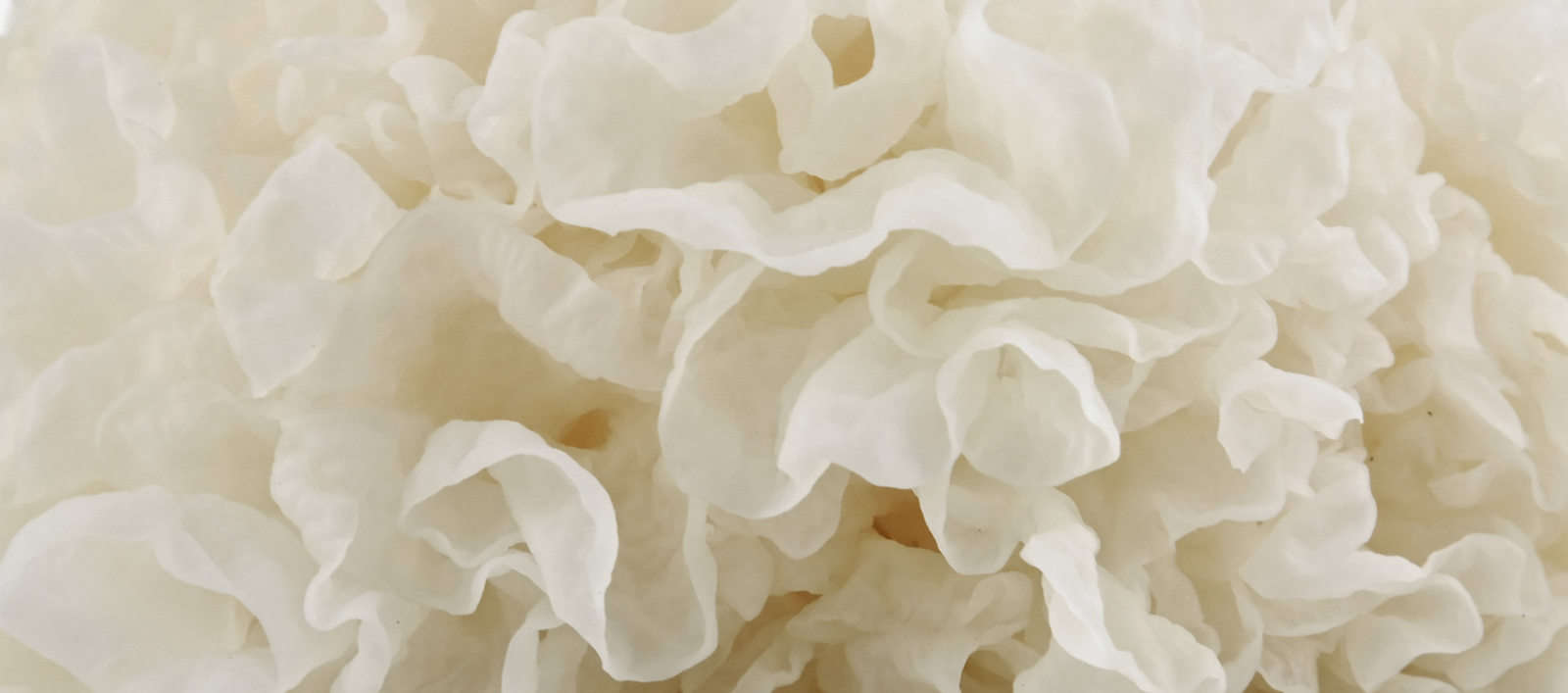 Tremella Mushroom:<br / > More Hydrating Than Hyaluronic Acid