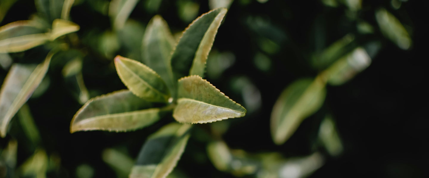 Behind-the-Scenes: Matcha Sourcing – The Journey to High-Quality, Sustainable Matcha