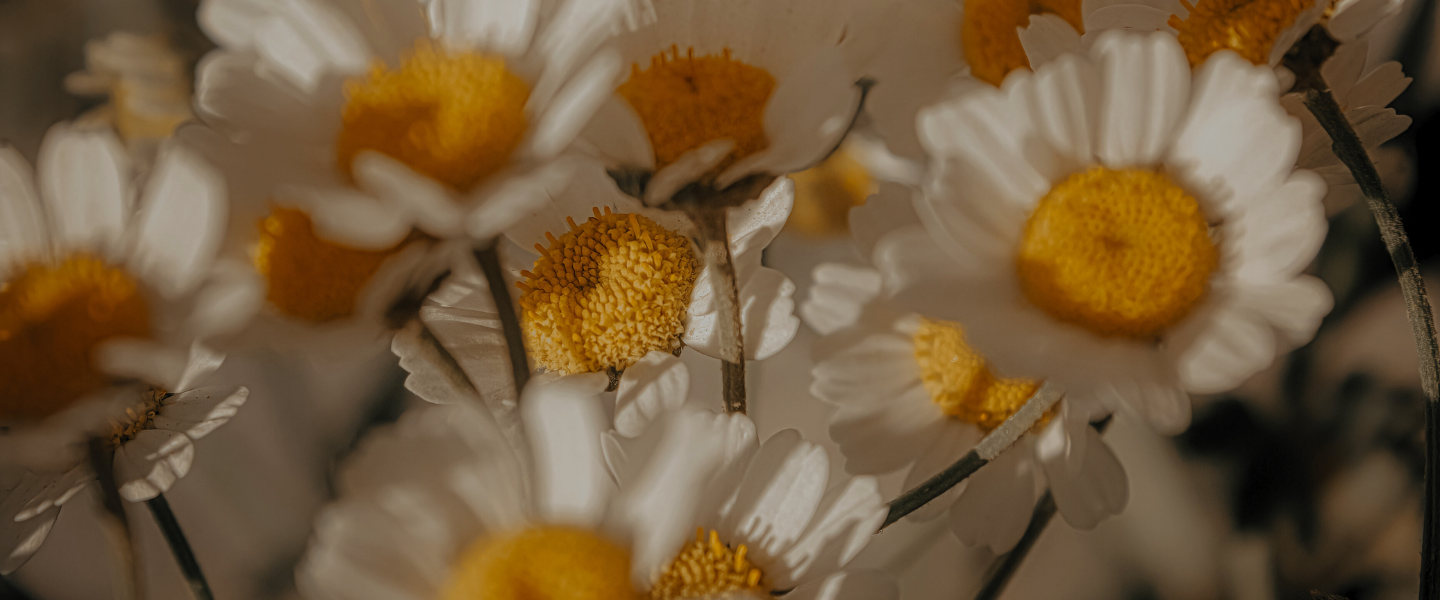 Chamomile x Japanese Black Tea – A Perfect Balance of Calm and Energy