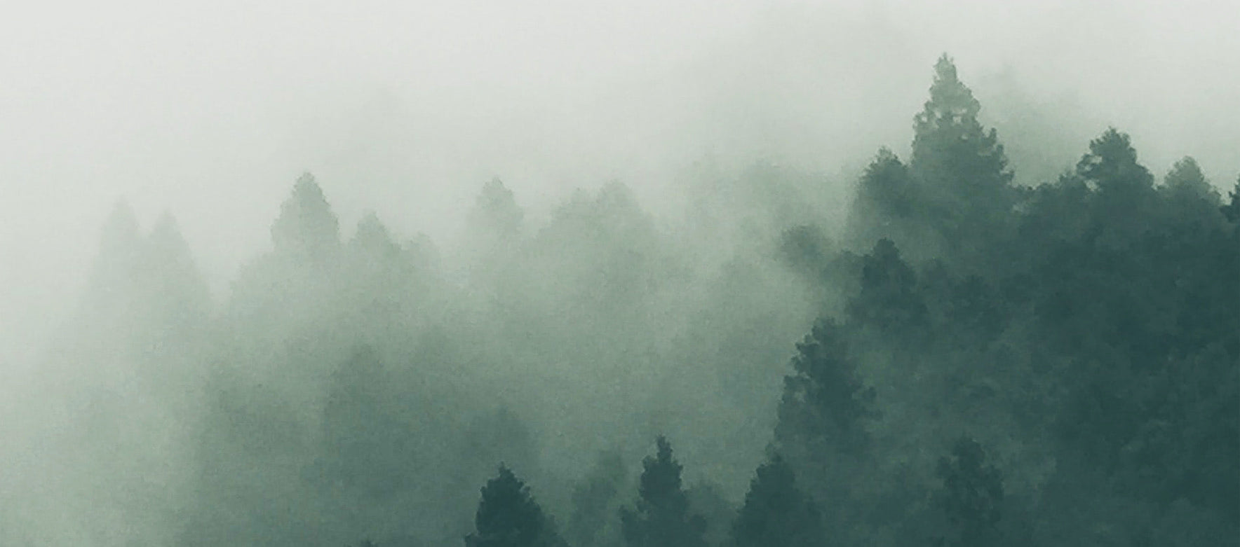 Tree Bathing: Bask In Nature During Your Nightly Ritual - Shikohin