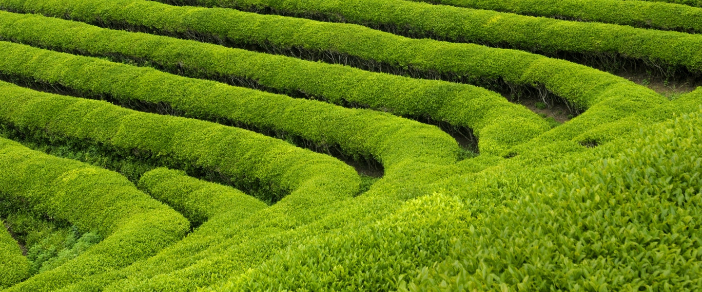 Exploring Yame: The ‘Napa Valley’ of Japanese Green Tea