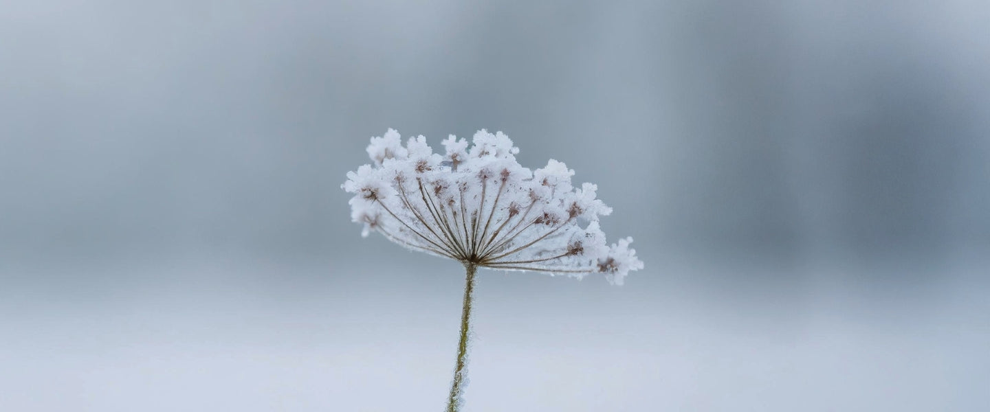 The Seventy-Two Seasons: What Japan's Old Calendar Still Notices