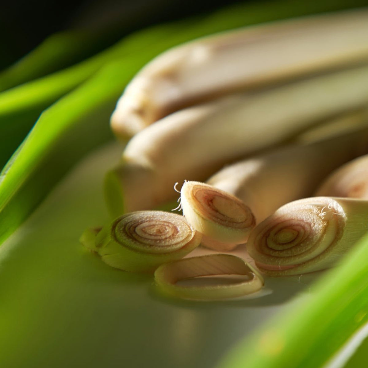 Lemongrass x Rosemary