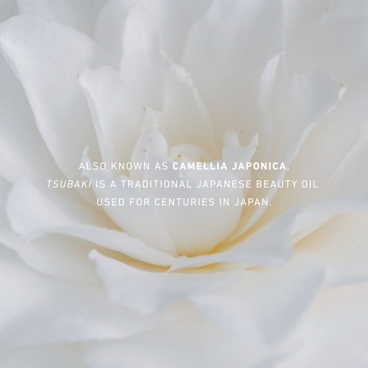 Camellia Foam Cleanser