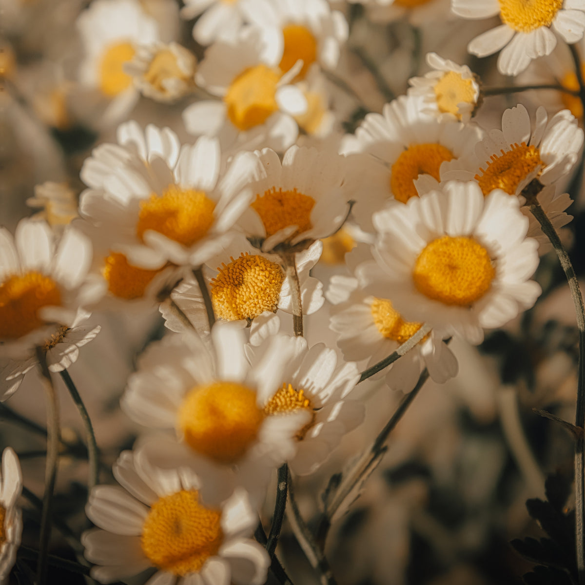 Chamomille x Japanese Black Tea