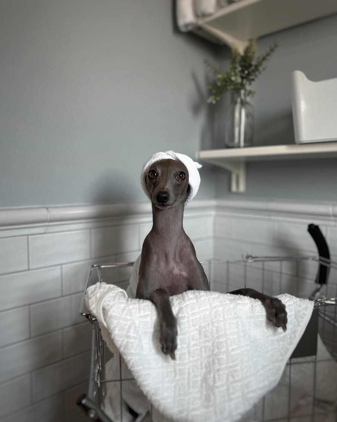 Pet Onsen Treatment | Shikohin Selection