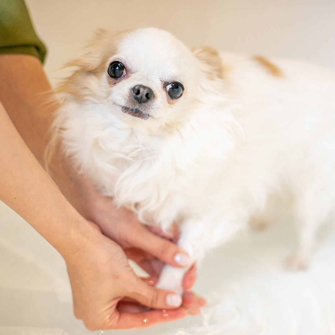 Pet Onsen Treatment