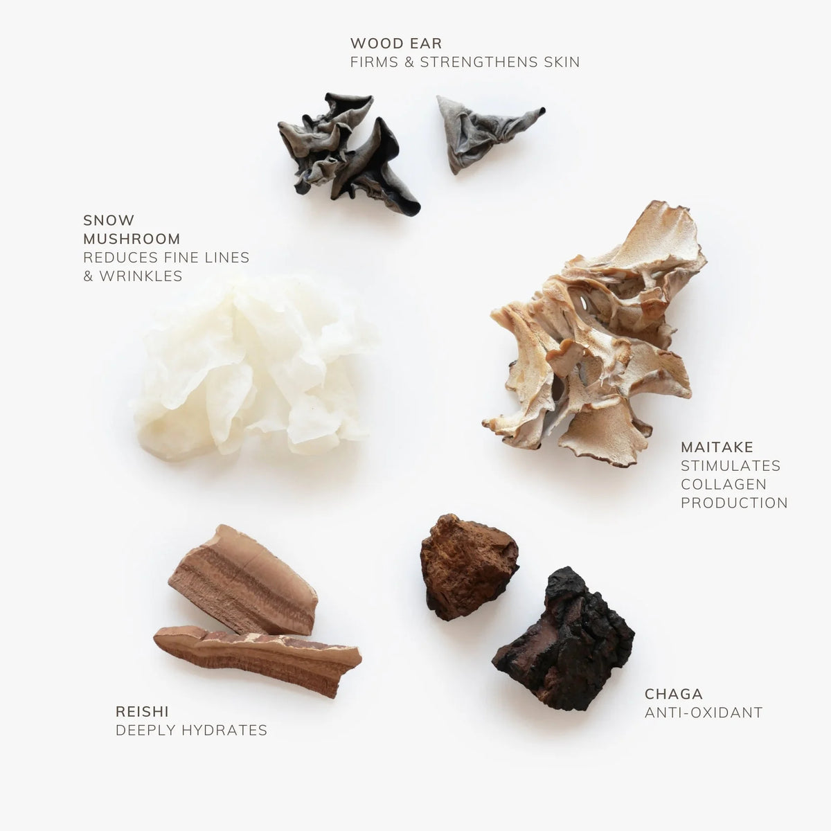 Longevity Skincare Travel Bundle  Shikohin   